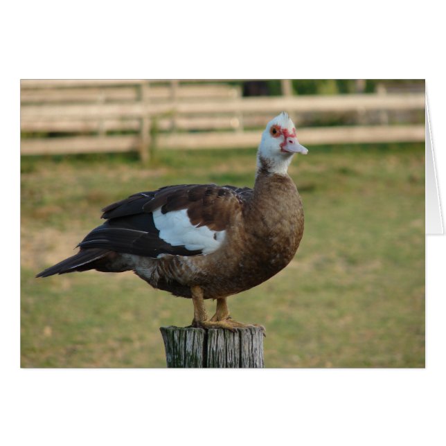 Ich bin Seagull (Vorderseite (Horizontal))