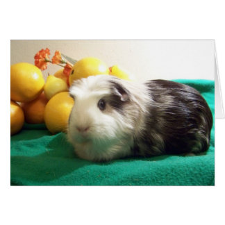 Ich brauche dich mehr als ein Guinea Schwein brauc