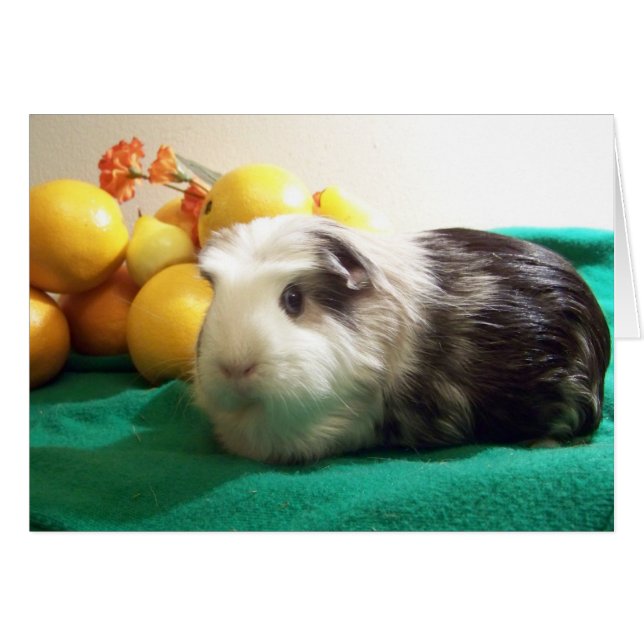 Ich brauche dich mehr als ein Guinea Schwein brauc (Vorderseite (Horizontal))