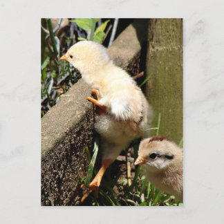 Ich glaube, ich kann postkarte