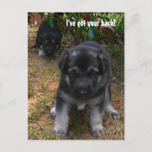 Ich habe dir den Rücken got! Deutsche Schäferpuppy Postkarte