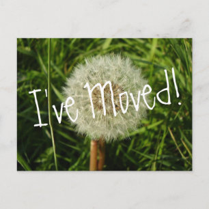 Ich habe eine Postkarte mit Dandelion-Foto verscho
