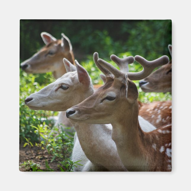 Ich höre Magnet (Vorne)