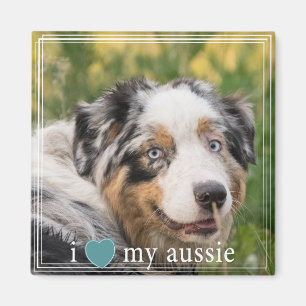 Ich höre meine australische Schäferweiße Grenze Magnet