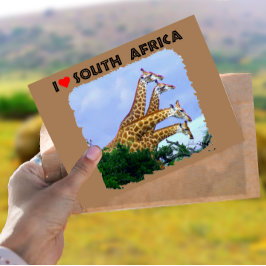 Ich höre Südafrika 4 Giraffen Postkarte