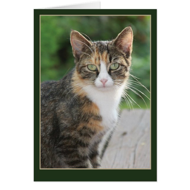 Ich kam... Ich habe geritten (Vorne)