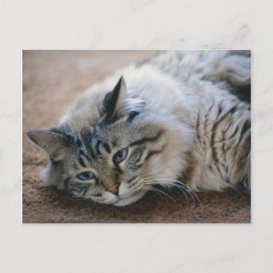 Ich kann Ihre Schritte hören - Katzenkarte Postkarte