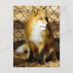 "Ich komme Elisabeth!" ...nein, nicht das Redd Fox Postkarte