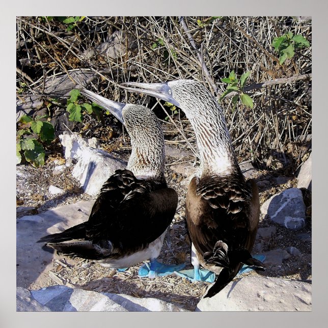 Ich Liebe Boobies! Poster (Vorne)