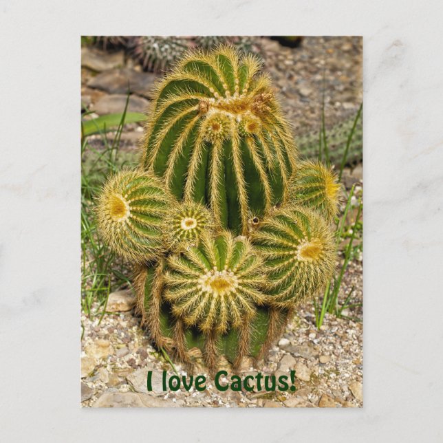 Ich liebe Cactus Postkarte (Vorderseite)