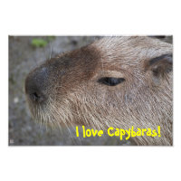 Ich Liebe Capybaras! Foto-Vergrößerung