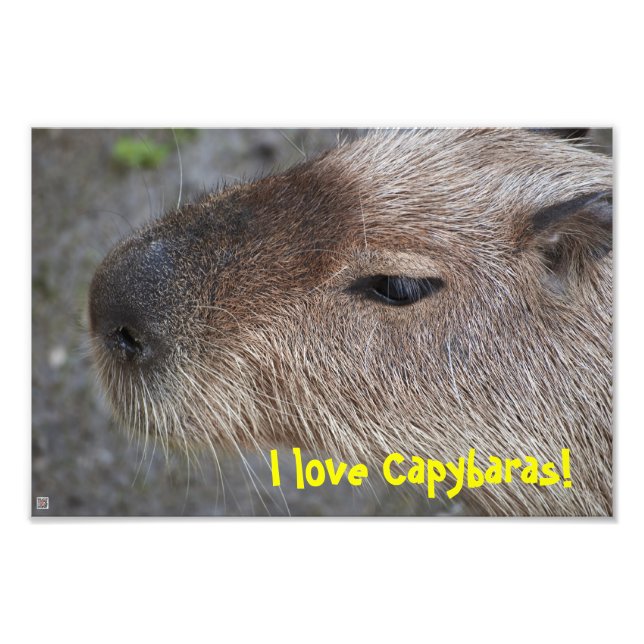 Ich Liebe Capybaras! Foto-Vergrößerung Fotodruck (Vorne)