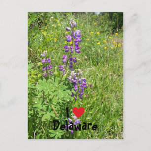 Ich liebe Delaware Postkarte