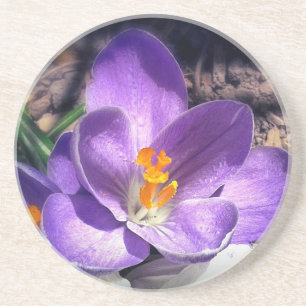 Ich Liebe die lila. #crocus #spring #Blume Sandstein Untersetzer