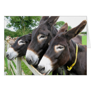 Ich Liebe Donkeys!