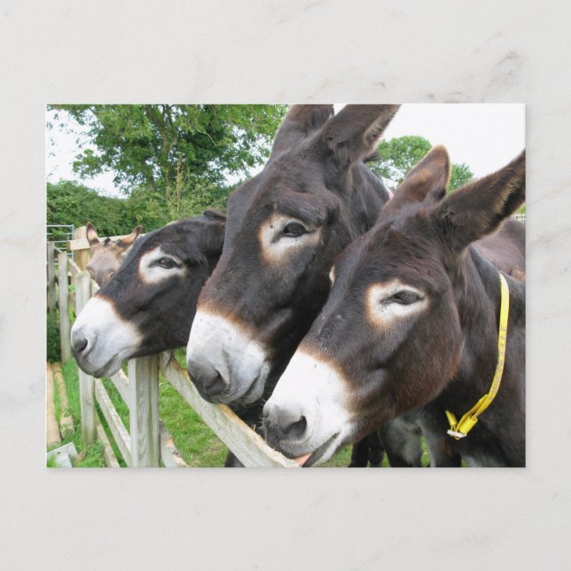 Ich Liebe Donkeys! Postkarte (Vorderseite)