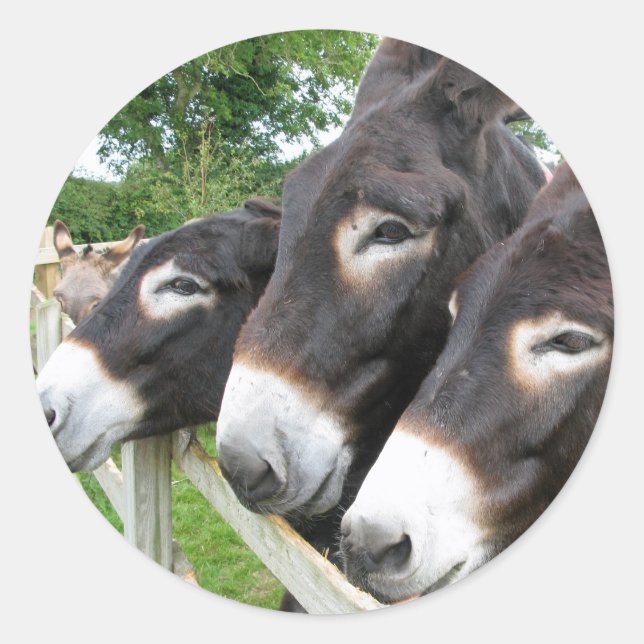 Ich Liebe Donkeys! Runder Aufkleber (Vorderseite)
