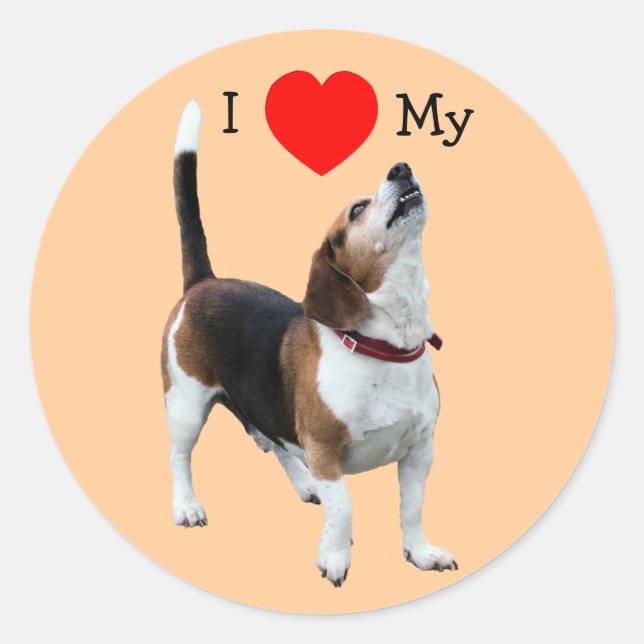 Ich Liebe habe meinen Beagle-Hundeaufkleber zu Her Runder Aufkleber (Vorderseite)