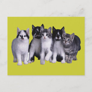 Ich Liebe Katzen von Junglewalk.com Postkarte