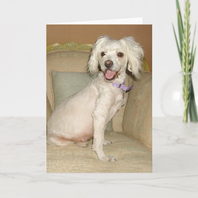 Ich Liebe mein kleines weißes Dog Poodle / Bichon  Karte (Vorderseite)