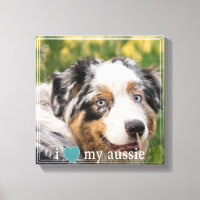 Ich Liebe meine australische Shepherd-Weiße Grenze