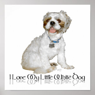 Ich liebe meinen kleinen weißen Hund - Shih Tzu Poster