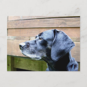 Ich Liebe meinen Labrador Postkarte