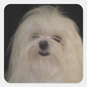 Ich mache keine Top Knots MALTESE Quadratischer Aufkleber
