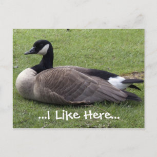 Ich mag hier, wilde Ente Postkarte