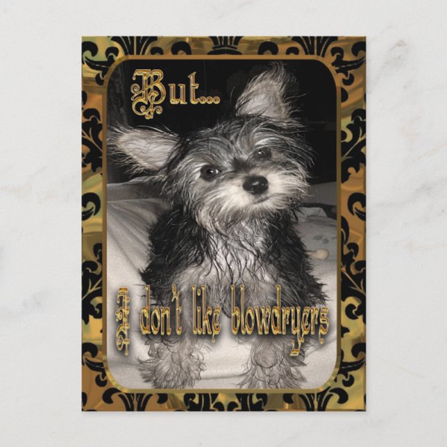 Ich mag keine Haartrockner Yorkie Postkarte (Vorderseite)