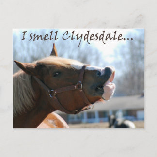 Ich rieche Clydesdales Postkarte