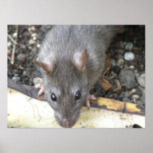 Ich schaue dir Ratten-Printwerbung an Poster