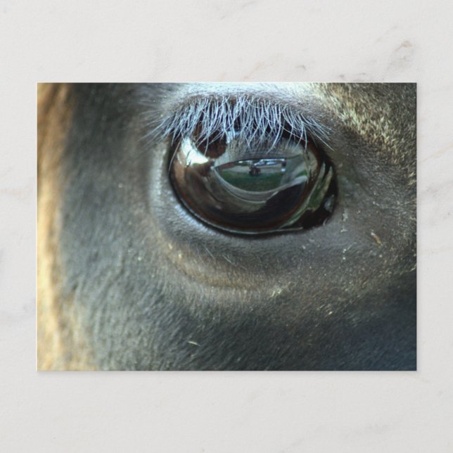 Ich sehe dich, Jersey Cow eye Postkarte (Vorderseite)