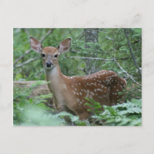 Ich sehe dich postkarte