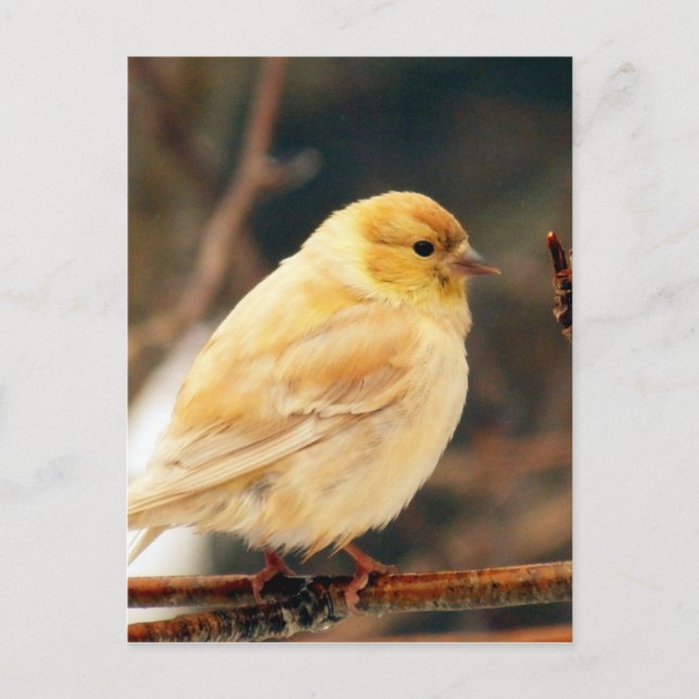 Ich sehe Frühling Postkarte (Vorderseite)