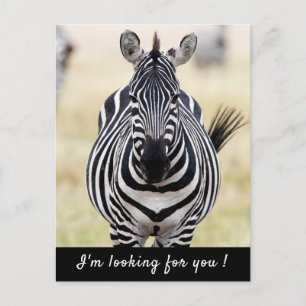 Ich suche Sie nach Zebra-Foto mit Text Postkarte
