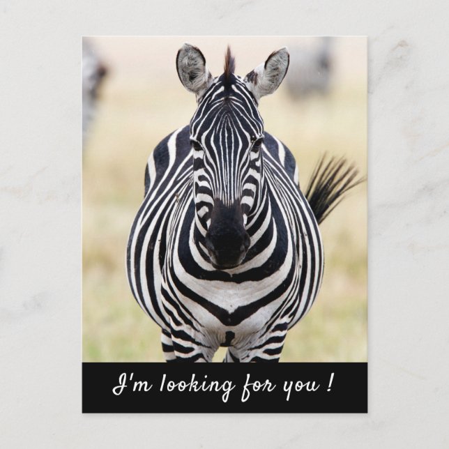 Ich suche Sie nach Zebra-Foto mit Text Postkarte (Vorderseite)