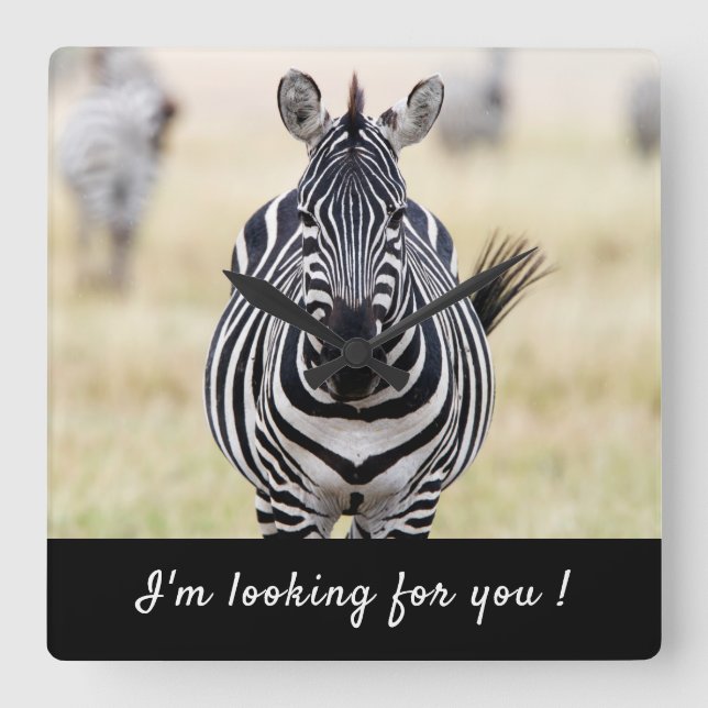 Ich suche Sie nach Zebra-Foto mit Text Quadratische Wanduhr (Vorderseite)