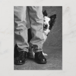 Ich und mein Schatten - Collie Dog Postkarte