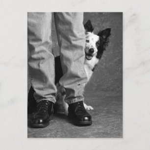 Ich und mein Schatten - Collie Dog Postkarte