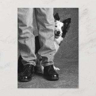 Ich und mein Schatten - Collie Dog Postkarte