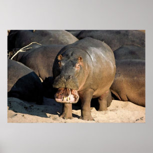 Ich will nicht zum Hippopotamus-Porträt Poster