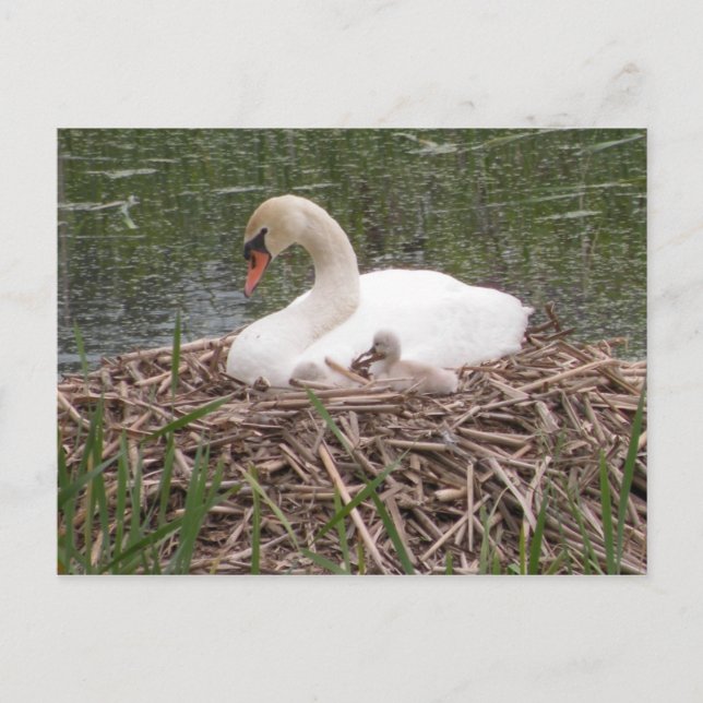 "Ich Wollte, wie Mama zu sein" Postkarte (Vorderseite)
