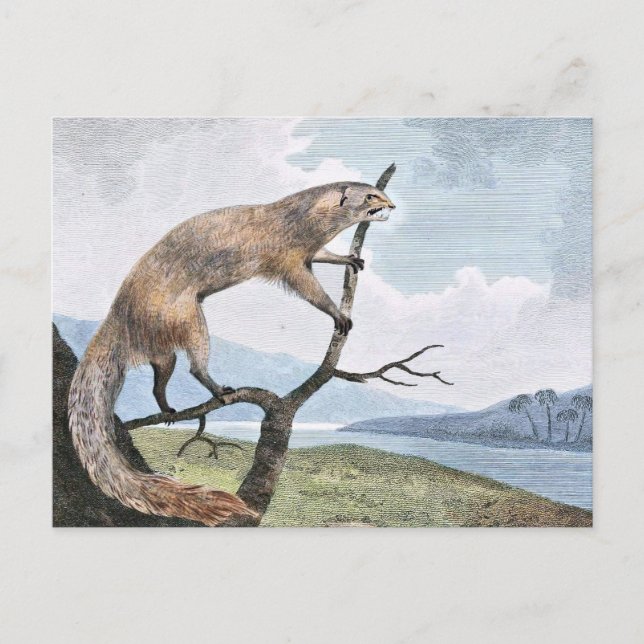 Ichneumon (Mongoose) Kunst, Dichtung und Musik Postkarte (Vorderseite)