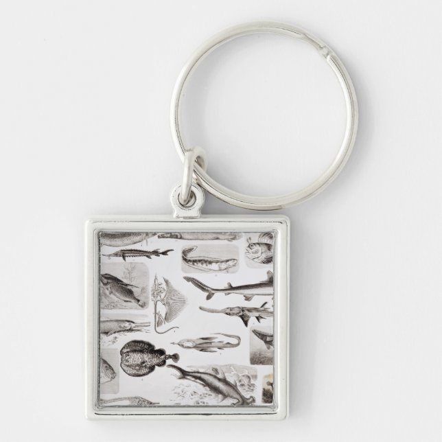 Ichthyologie Elasmobranch, Ganoid Schlüsselanhänger (Vorne)