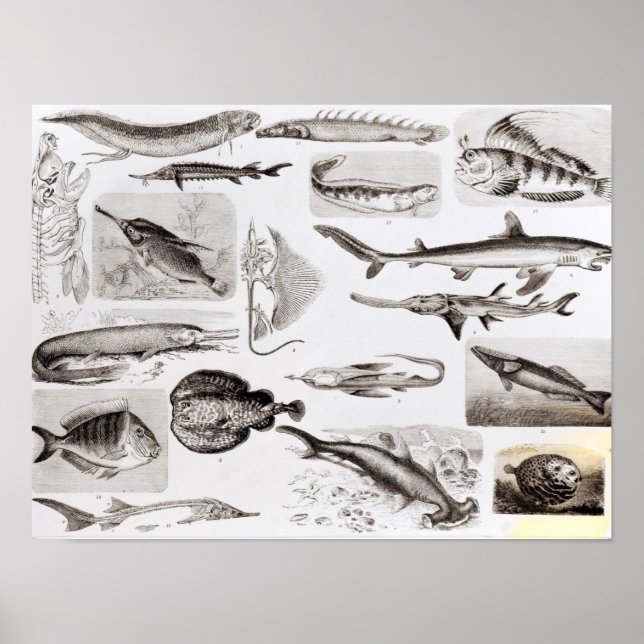 Ichthyologie - Elasmobranchen, Ganoid Poster (Vorne)