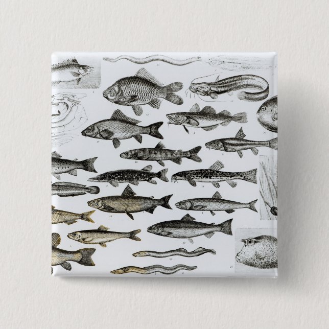 Ichthyologie, knöcherne Fische, Marisipobranchs Button (Vorderseite)