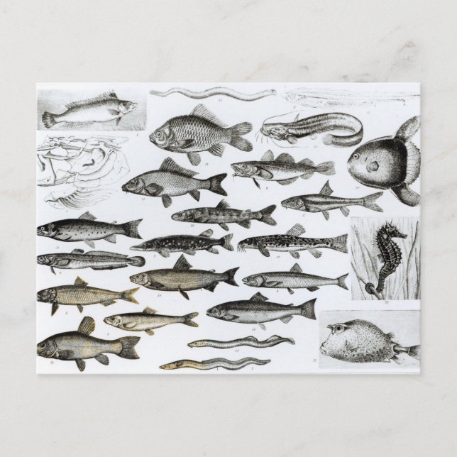 Ichthyologie, osseous Fish, Marisipobranchs Postkarte (Vorderseite)