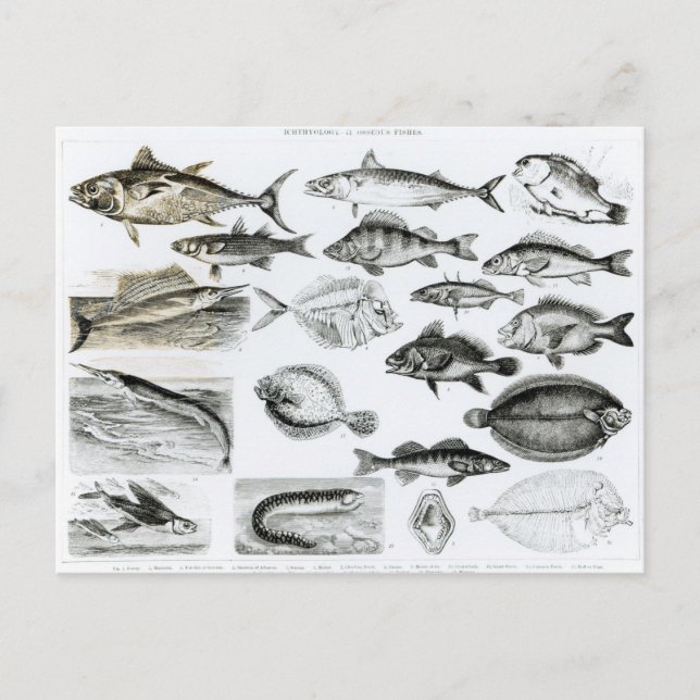 Ichthyologie Osseous Fish Postkarte (Vorderseite)
