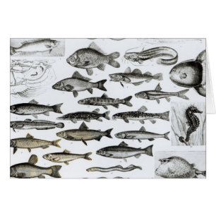 Ichtyologie, poissons osseux, Marisipobranchs